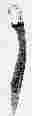 Железный мечь махайра (махера) (6,5Kb)